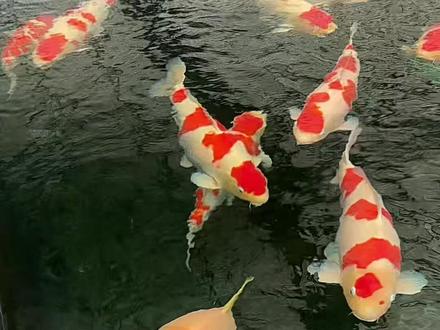 本想逗鱼玩,结果被鱼逗了🤣#锦鲤