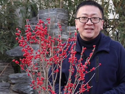 过年赏冬青,装饰你客厅#北美冬青