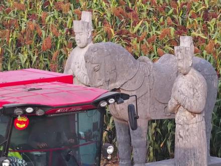 河南巩义宋陵高粱迎来收割,石像生伫立千年,见证跨越时代的丰收图景。(@飞凡视角 )#老家河南 #宋陵 #丰收