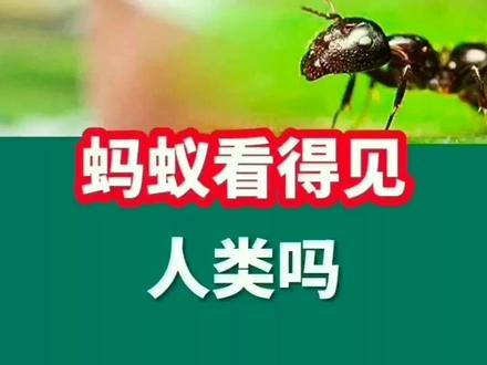 蚂蚁能看得见人类吗