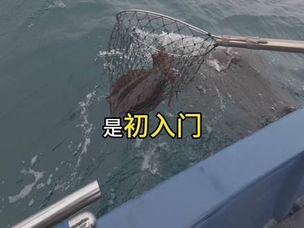 急流木虾抽鱿鱼经验分享#抽鱿鱼教学 #鱿鱼 #木虾 #海钓 #大尾鱿