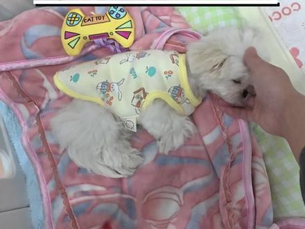 6分钟体验小奶狗回家第一天! 新妹妹Luna也学会了很多~#创作灵感 #萌宠成长记 #我和我的狗 #幼犬到家 #幼犬训练