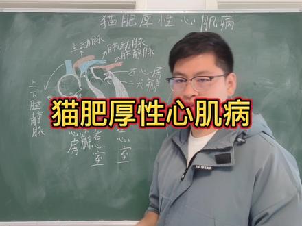 了解猫肥厚性心肌病。#科学养宠攻略 #猫咪 #养宠进阶指南