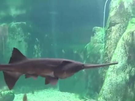 为什么中华鲟能被人工养殖,但长江白鲟却全部灭亡? #长江白鲟灭绝 #科普知识 #知识创作人