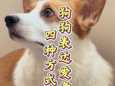 狗狗表达爱意的四种方式#狗狗