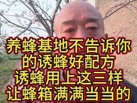 养蜂基地的诱蜂好配方让蜂箱满满当当的#养蜂#诱蜂#诱蜂技术#诱蜂知识