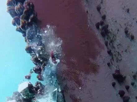 为何潜水员不收集船底藤壶?