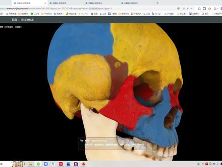 系统解剖学-翼点、翼腭窝 #翼点 #翼腭窝 #解剖学 #系统解剖学 #颞窝 #颞下窝