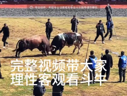 完成视频带大家看斗牛。此次布拖斗牛比赛中,很多人没有看完整视频,就断章取义、自我揣测的去伤害别人。这种行为,体现了人性。拉拉是我们公认的很了不起的斗牛家,更是了不起的彝族汉子。传奇四季更是百年难遇的牛王。但这不是伤害牛王新时金钢的理由。拉拉不傻,二十万我想他也想要,为什么他不让传奇继续打?一、传奇不一定会继续打。二、就算打,两条顶级牛王斗,必定会有很大的伤害。金钢的巅峰不会很久了,到传奇还很年轻,它还可以拿很多个冠军。为这么一场比赛,不值得冒险。三、彝族人民应有的“惹皮惹依”品质。朋友们,不要随便一点细节就去语言伤人,不要自我揣测的去定义没有发生的结果。你们这样的行为会深深的伤害到别人。应该在看精彩斗牛的同时,还要学习其中的道理,比如牛王金钢不服输的斗志,比如两个牛主的人格品质… #斗牛 #斗牛梦 #新时金刚牛王 #传奇四季牛王