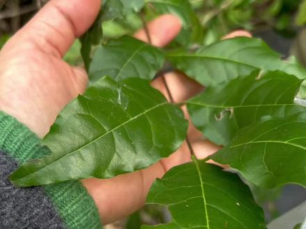 春节假期之传承婆婆的制作苦丁茶的手艺!#苦丁茶