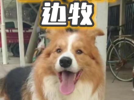 评论区鉴定边牧,看你家狗子品相如何#边牧 #边牧犬舍 #边境牧羊犬 #萌宠 #边牧幼犬