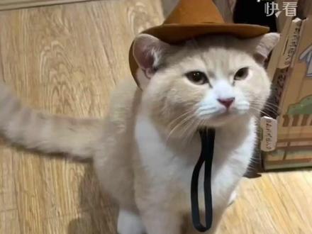 小猫没“夹”住发出呱叫声 惊慌失措立马捂嘴掩饰尴尬#萌宠出道计划 #猫咪的迷惑行为