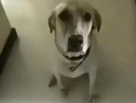 一群神人#鸣潮#爱弥斯 #吐槽 #神人