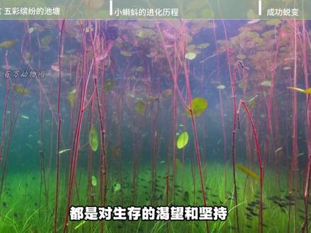 小蝌蚪的进化历程 #抖音硬核版