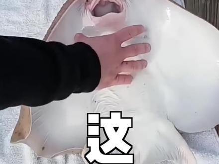 这又是一个因为老外不会吃而泛滥的物种。。