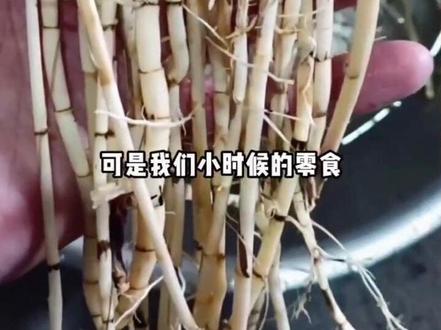 【白茅根野生毛根草茅草根甜草根泡水煲汤食材250克农产品】#大自然的馈赠 #好物推荐🔥 #纯天然无添加 #好东西一起分享给大家 #你的家乡有这种植物吗