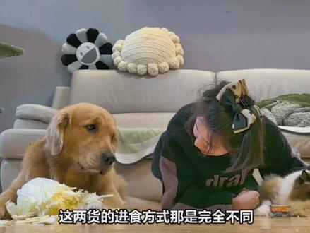 为什么猫科动物舌头上布满了倒刺,犬科却没有 #趣闻