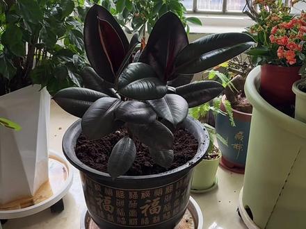 室内绿植推荐黑金刚橡皮树 非常好养的一个绿植黑金刚橡皮树,室内阳台能长成参天大树,黑金刚橡皮树室内绿盆栽推荐给花友们#室内绿植#室内绿植推荐#绿植盆栽#橡皮树#橡皮树扦插