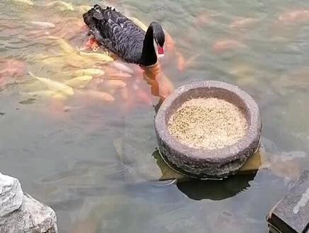 网上流传着这样一则视频,黑天鹅与一群锦鲤围在一起吃食。很多网友认为这是黑天鹅在好心地投喂锦鲤,其实视频中这段互动并没有这么神奇。天鹅与锦鲤围在一起只是因为天鹅不能吃太硬的东西,所以天鹅要将饲料放在水里泡一泡,等到软了之后再吃。而这个时候,附近的锦鲤就围了上来。因为不是第一次这样吃食,锦鲤们已经有了经验,知道跟在天鹅身边会有很多细小的泡软的饲料可以吃,所以才出现了视频中的一幕。当然,人们看到这样的画面时,总会赋予它们美好的寓意,诉说动物有灵。所以天鹅主动投喂锦鲤这个话题,虽然有些歧义,但其实无伤大雅,因为这是人们的美好愿景。#黑天鹅 #好运锦鲤 #好温馨的画面 #见者好运 #万物皆有灵性请善待每一个生命
