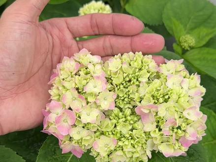 #无尽夏绣球 广东的无尽夏开花小的问题