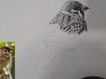 素描小动物,麻雀画法3#一起学画画