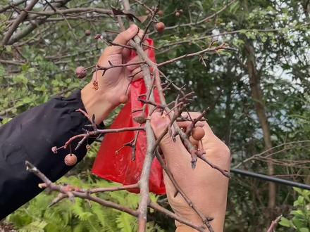 今天来解锁棠梨子的另一种吃法,打霜了果然味道不同😄#棠梨 #乡村守护人 #我的乡村生活 #家乡野果 #野梨子