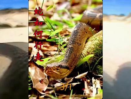 没有脚的蛇是如何行走的呢?