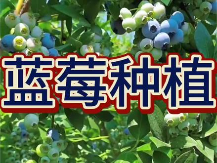 松针养蓝莓,再也不黄叶!#蓝莓#蓝莓种植基地#蓝莓种植#蓝莓种植技术#蓝莓孵化营