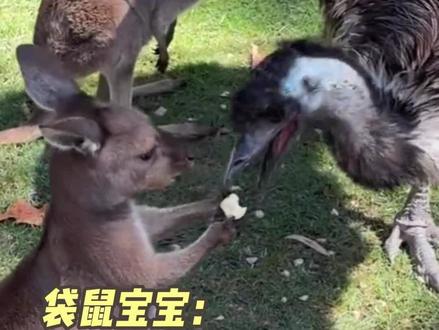 袋鼠宝宝快碎了#袋鼠 #鸸鹋 #抢吃的 #心碎了 #袋鼠宝宝吃苹果被抢 (cr:@在深圳开面馆的)
