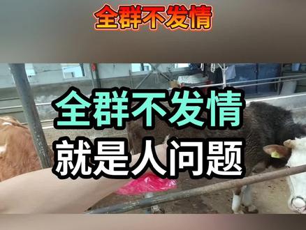 产后不发情不打栏#养牛人 #养牛 #养牛技术