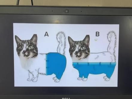 猫如果穿裤子的话,穿A还是B呢