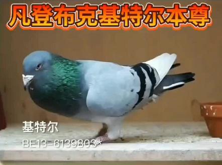 凡登布克“基特尔”本尊