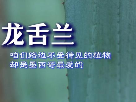 路边最常见的它,竟然是国外有着高价值的植物,我们用它做鞋底 ,老外用它来酿酒!#涨知识 #科普 #农村生活 #知识科普 #你的家乡有这种植物吗