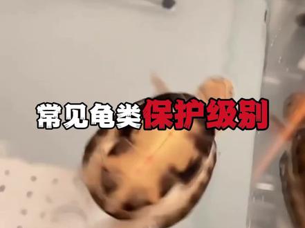 常见龟类保护级别!看下你养的龟是不是国家保护动物!#龟龟🐢 #蛋龟 #巴西龟 #草龟 #鳄龟