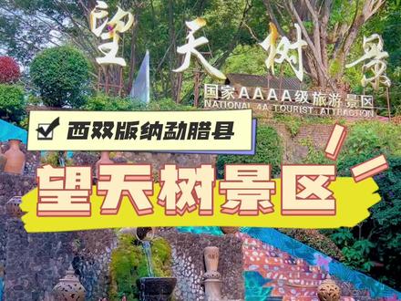 勐腊望天树景区真的值得来走走,昆明出发,高铁至勐腊站下车后就有望天树景区直通车到达景区很方便#我爱西双版纳、#有一种叫云南的生活、#象往雨林 #冬天的另一种打开方式#旅行推荐官 @雨林景洪