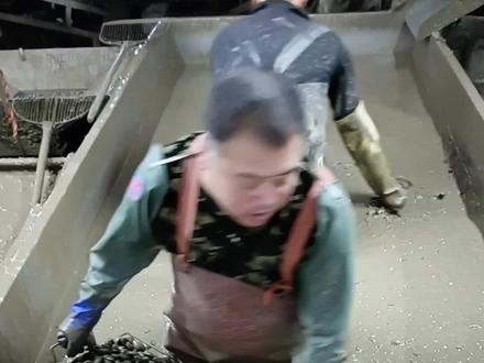 很多人不知道,花蛤打捞上来以后需要调配砂浆把花蛤里的泥包沉到池底降鲜活的漂浮上来,不需要额外增加成本去添加一些花蛤不喜欢的东西,懂了啵#无沙花甲#生蚝