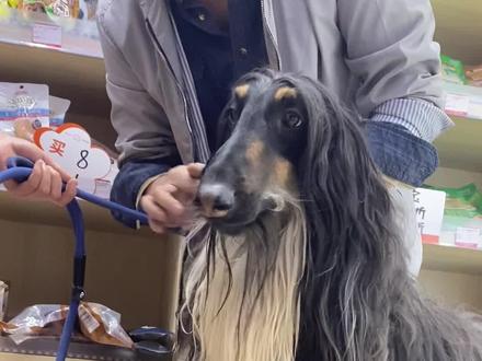 我现在还差一只灰色就齐了,哪位好心人提供一下。可以许愿了#萌宠出道计划 #阿富汗猎犬 @大侠