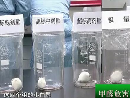 甲醛的危害有多大?看完这个实验您就明白了#甲醛 #实验#抚顺