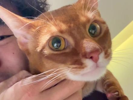 当我的猫 见到失踪 9 天的我...
#阿比西尼亚猫 #留守猫 #猫咪的迷惑行为 #过年后回家的留守猫#治愈