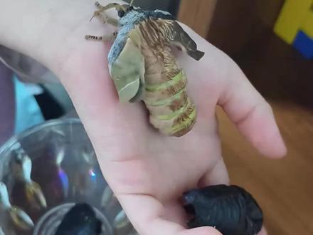 分享十二种不同品种的蛾,看看你见过几种?#飞蛾 #奇怪生物 #白蛾 #神奇动物在抖音