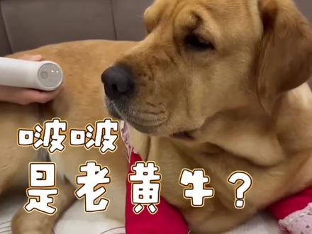 互联网唯一牛设小狗 #张啵啵 #啵啵不是老抽 @张啵啵 @啵啵不是老抽 #老黄牛