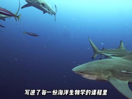 我们认为安全的海域,正在被一条条鲨鱼悄悄改写! #科普 #科普一下 #南极 #鲨鱼