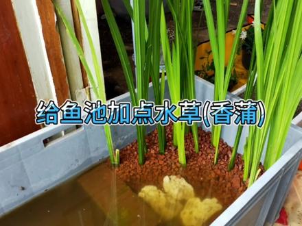 鱼池里种植水草香蒲全过程,第一视角#生态缸 #养龟日记 #养龟日常 #养鱼日记