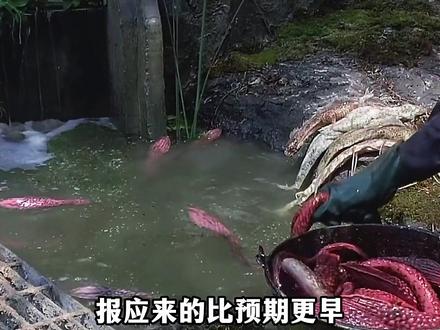 报应来得比预料的更早#海洋生物 #日本 #美国 #海底生存日记