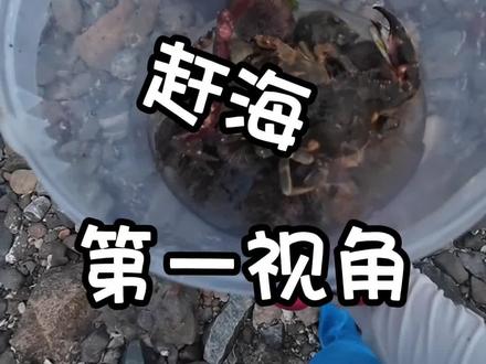 赶海小技巧一定要多翻石头呀! #威海赶海攻略 #赶海地方推荐 #抓螃蟹 #潮汐表 #八爪鱼