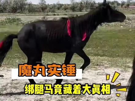 解开绳子后
马 : 老登~你看看我到哪了#不愧是我 #奔跑吧动物 #大野驴 #狂飙马