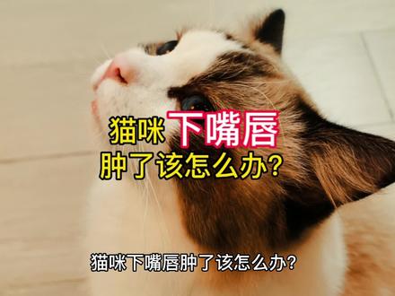 猫咪下嘴唇肿了该怎么办?#科学养宠攻略 #养猫新手 #萌宠出道计划