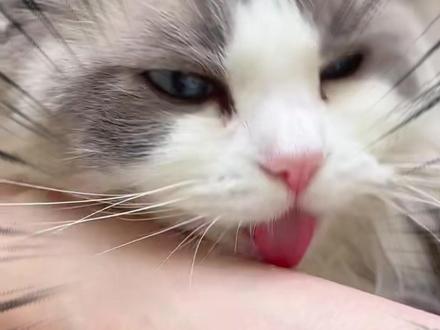 猫咪舔你赶紧跑!不然疼哭你😱 被猫舔一下巨痛?真相来了!😫
猫舌头倒刺是梳子也是凶器✨
4个秘密判断猫咪健康状态🐱
快@你那个被舔哭的闺蜜!💖
#新手养猫 #养猫经验分享 #猫咪冷知识 #猫咪行为学 #猫咪的迷惑行为 @抖音小助手