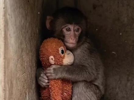 全网心疼的「小猴子Punch」,紧紧抱着布偶“取暖”的样子,戳中了无数人。可很多人都没看懂:它抱的不是玩具,是安全感。原来,真正让人勇敢走向世界的,从来不是独自坚强,而是被爱过、被接住过。#大渔大师课 #Punch #孤独 #认知 #育儿