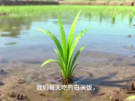 水稻的种植和成米过程
#启蒙教育#科普知识